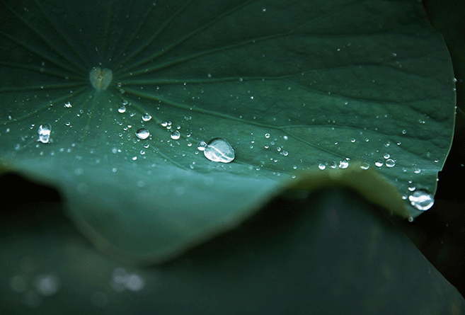 BALANCE COLOURS COLLECTION | RAINFOREST 1