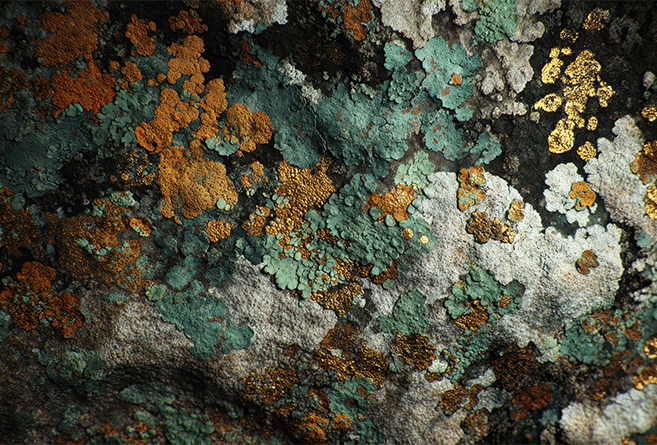 BALANCE COLOURS COLLECTION | RAINFOREST 7